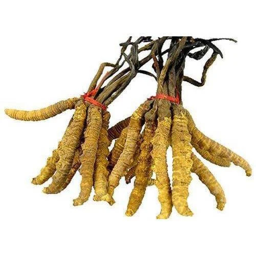 Daru Haldi Rhizome (Berberis aristata) used in QuasoCOL